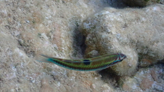 Thalassoma pavo