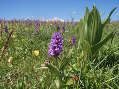 Dactylorhiza urvilleana