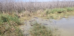 Hippopotamus amphibius