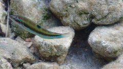 Thalassoma pavo