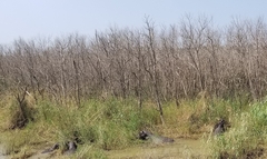 Hippopotamus amphibius