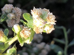 Baccharis pilularis