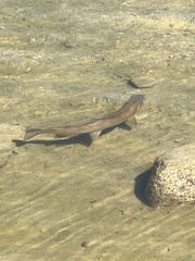 Oncorhynchus clarkii