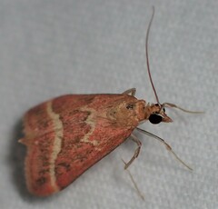 Pyrausta volupialis