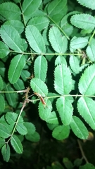 Apterygida albipennis