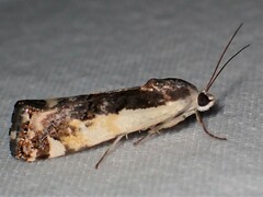 Tarache augustipennis