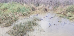 Hippopotamus amphibius