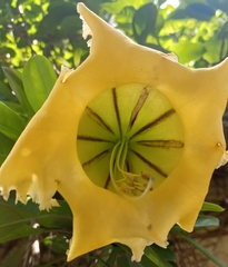 Solandra longiflora