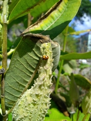 Hippodamia parenthesis