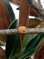 Ceroplastes