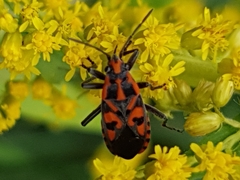 Spilostethus saxatilis