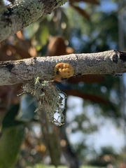 Ceroplastes