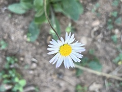 Bellis sylvestris