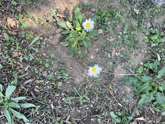 Bellis sylvestris