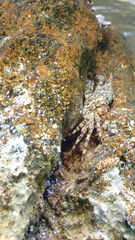 Pachygrapsus marmoratus