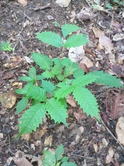 Comocladia macrophylla