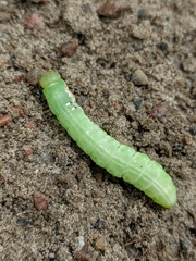 Peridea basitriens