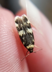 Oegoconia deauratella