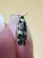 Oegoconia deauratella
