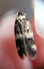 Oegoconia deauratella