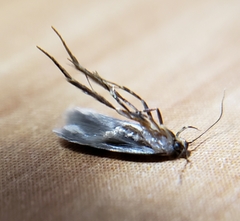 Oegoconia deauratella