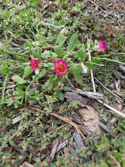 Portulaca amilis