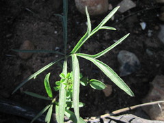 Pelargonium longifolium