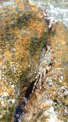Pachygrapsus marmoratus