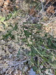 Lepidium latifolium