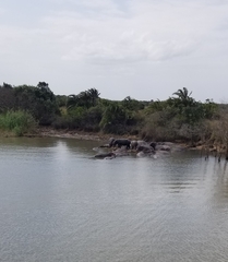 Hippopotamus amphibius