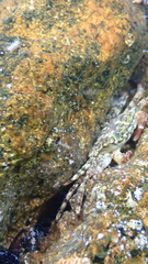 Pachygrapsus marmoratus