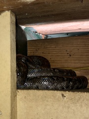 Chilabothrus strigilatus