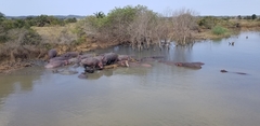Hippopotamus amphibius
