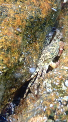 Pachygrapsus marmoratus