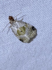 Maliattha synochitis