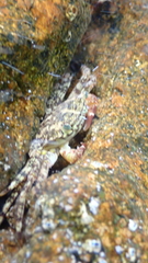 Pachygrapsus marmoratus