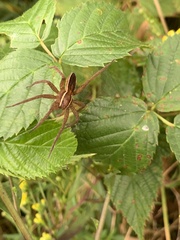 Dolomedes striatus