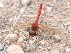 Sympetrum internum