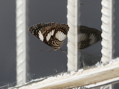 Neptis