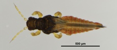 Rhipiphorothrips