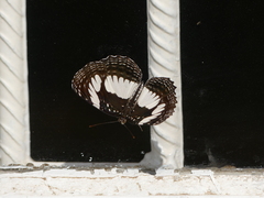 Neptis