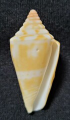 Conus scalaris