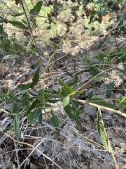 Lepidium latifolium