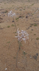 Leucocoryne appendiculata