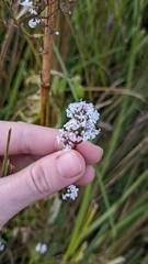 Valeriana officinalis