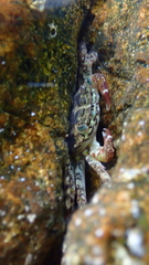 Pachygrapsus marmoratus