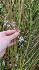 Valeriana officinalis