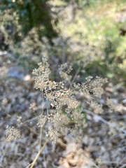 Lepidium latifolium