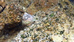 Phorcus turbinatus