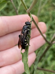 Myzinum obscurum